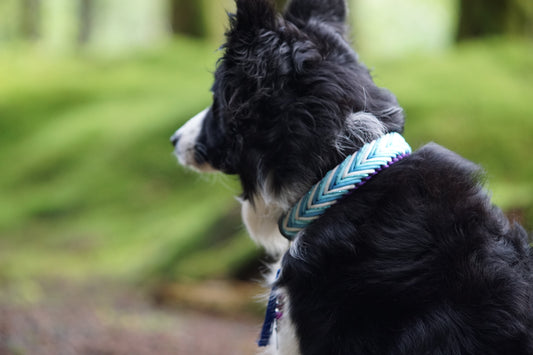 Ronja's Wildtail